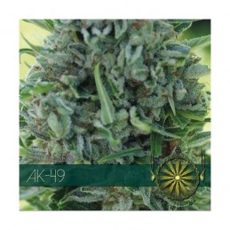 VISION AUTO - AK49 x3 Samen