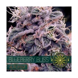 VISION AUTO - BLUEBERRY...