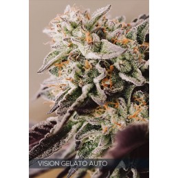 VISION AUTO - GELATO x3 Samen