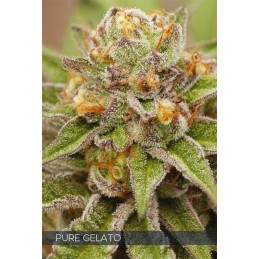 VISION FEM - PURE GELATO x3...