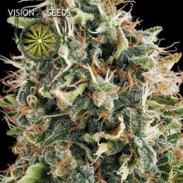 VISION FEM - WHITE WIDOW x3...