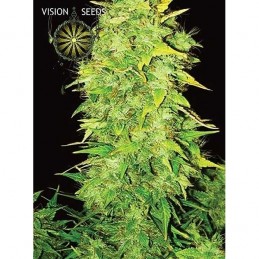 VISION AUTO - WHITE WIDOW...