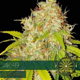 VISION AUTO - AK49 x5 Samen