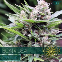 VISION MED - BONA DEA CBD...