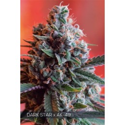 VISION FEM - DARK STAR x...