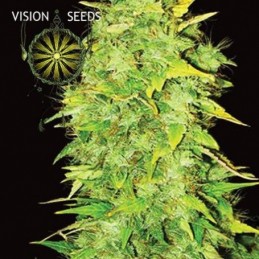 VISION AUTO - WHITE WIDOW...