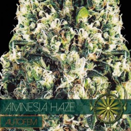 VISION AUTO - AMNESIA HAZE...