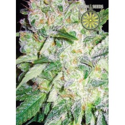 VISION FEM - AK49 x3 Samen