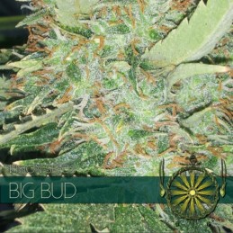 VISION FEM - BIG BUD x3 Samen