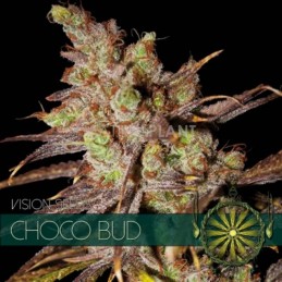 VISION FEM - CHOCO BUD x3...