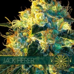 VISION FEM - JACK HERER x3...