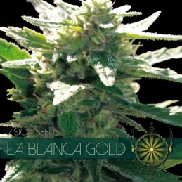 VISION FEM - LA BLANCA GOLD...