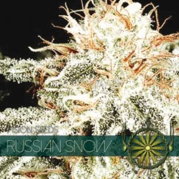 VISION FEM - RUSSIAN SNOW...