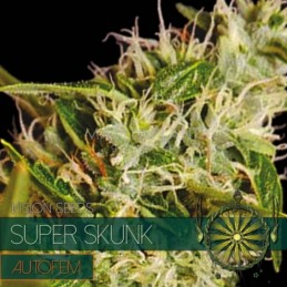 VISION AUTO - SUPER SKUNK...