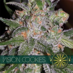 VISION FEM - COOKIES x3 Samen