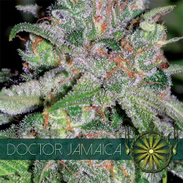 VISION FEM - DOCTOR JAMAICA...