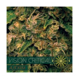 VISION AUTO - CRITICAL x3...