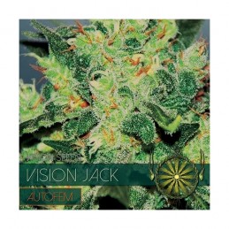 VISION AUTO - JACK x3 Seeds
