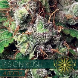 VISION AUTO - KUSH x3 Samen