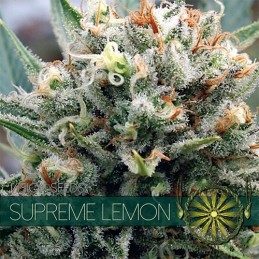 VISION FEM - SUPREME LEMON...