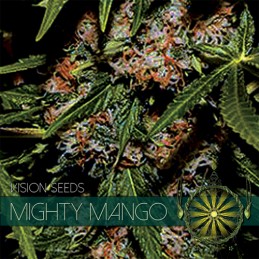 VISION FEM - MIGHTY MANGO...