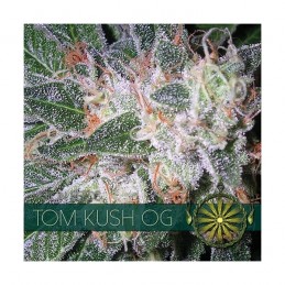 VISION FEM - TOM KUSH x3 Samen