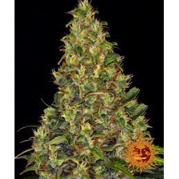 BARNEY'S FARM AUTO -...