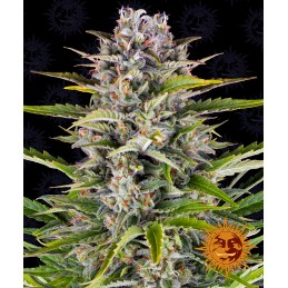 BARNEY'S FARM AUTO -...