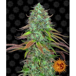 BARNEY'S FARM AUTO - LSD...