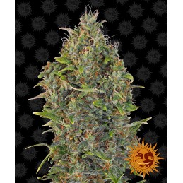 BARNEY'S FARM AUTO -...