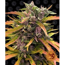 BARNEY'S FARM AUTO -...