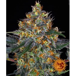 BARNEY'S FARM AUTO - MOBY...