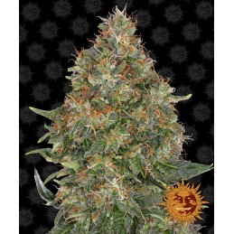 BARNEY'S FARM AUTO -...