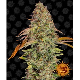 BARNEY'S FARM AUTO -...