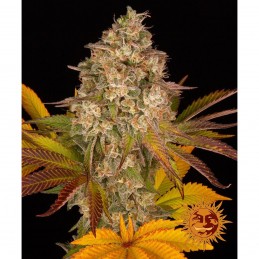 BARNEY'S FARM AUTO -...