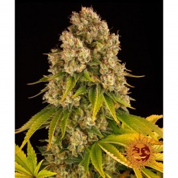 BARNEY'S FARM AUTO - CHEESE...