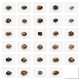 BULK SAMEN AUTO - ZKITTELS...